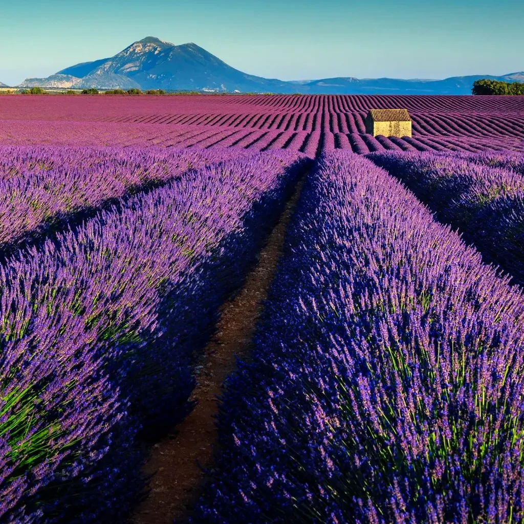 Lavander Fields